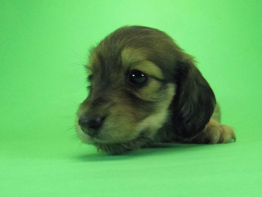 ダックスフンド わかば & 武蔵の子犬 シェーデットクリーム 女の子①036 ダックスフンド わかば & 武蔵の子犬 シェーデットクリーム 女の子①