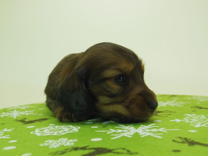 ダックスフンド ミニチュアダックス リールー & ジムダンディの子犬 シェーデットレッド 男の子 お写真初登場036 ダックスフンド ミニチュアダックス リールー & ジムダンディの子犬 シェーデットレッド 男の子 お写真初登場