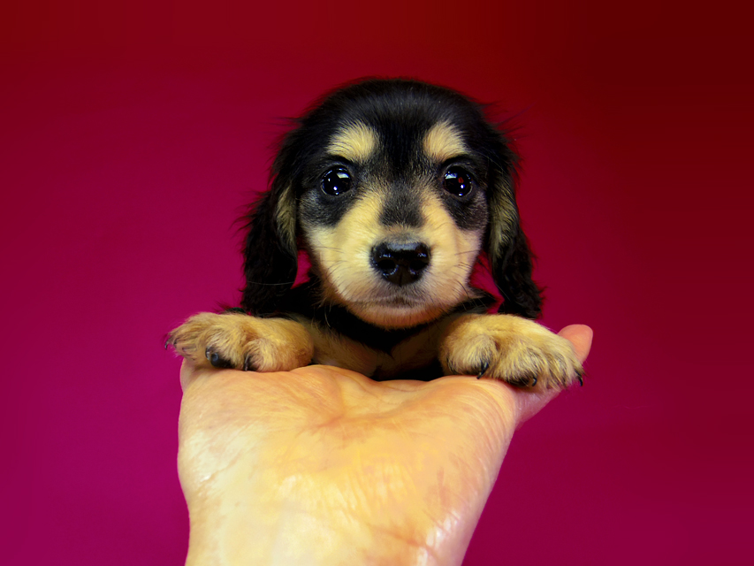 ダックスフンド SHELLY.mi & オスカルの子犬 ブラッククリーム 女の子②036 ダックスフンド SHELLY.mi & オスカルの子犬 ブラッククリーム 女の子②