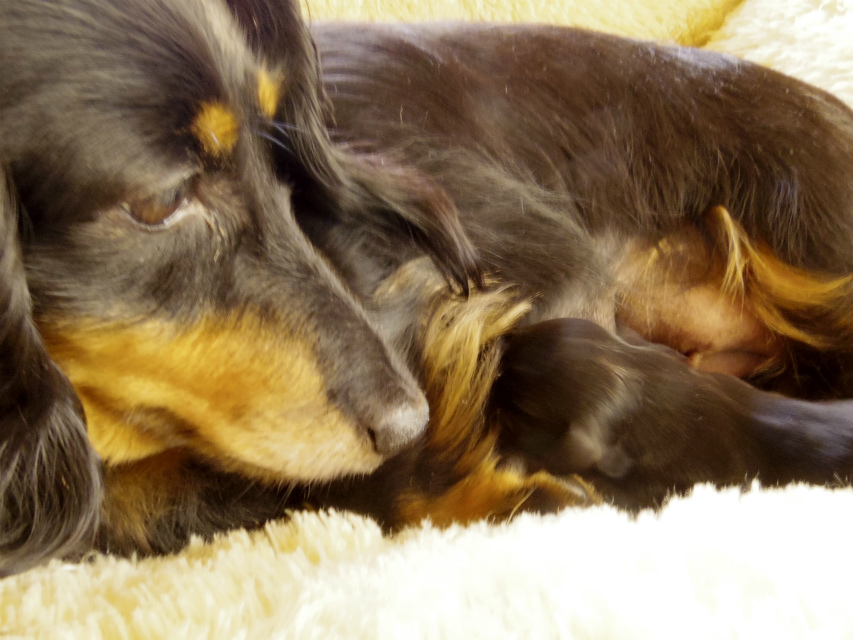 カニンヘンダックス ピリカ シルバータンダップル カニンヘンダックス ピリカ シルバータンダップル