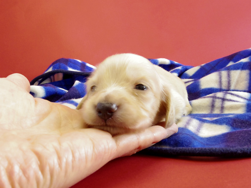 カニヘンダックス 仔犬 クリーム男の子 カニヘンダックス 仔犬 クリーム男の子