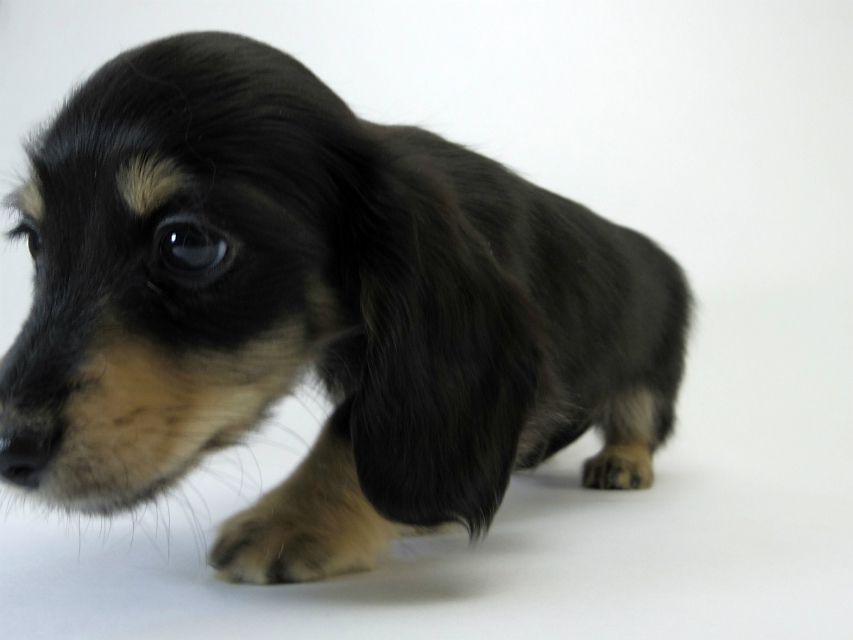 カニンヘン ダックスフンド 子犬 ブラッククリーム 男の子