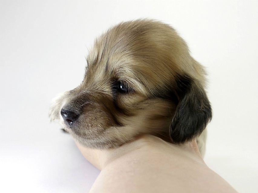 カニンヘン ダックスフンド 子犬 シェーデットクリーム 男の子