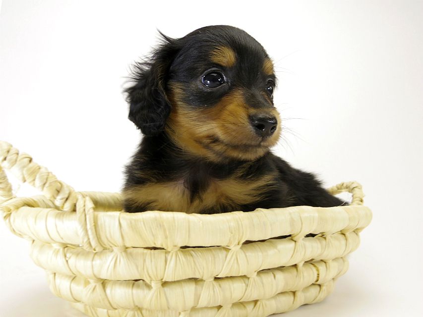 カニンヘン ダックスフンド 子犬 ブラックタン 男の子