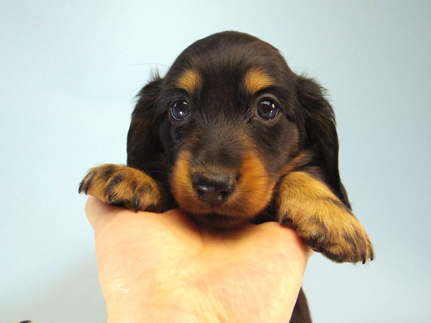 ミニチュアダックス エイドリアン & ジムの赤ちゃん 7/24生まれ
