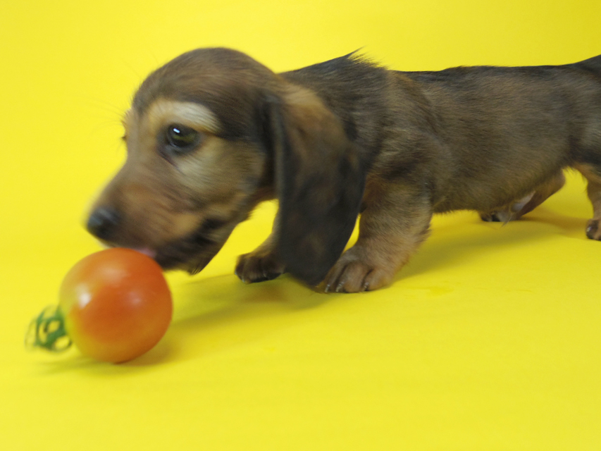 ダックスフンド ルヒィ & ジムダンディの子犬 レッド 男の子037 ダックスフンド ルヒィ & ジムダンディの子犬 レッド 男の子