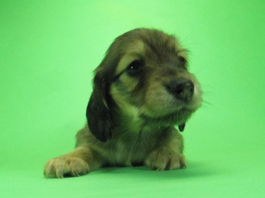 ダックスフンド わかば & 武蔵の子犬 シェーデットクリーム 女の子①037 ダックスフンド わかば & 武蔵の子犬 シェーデットクリーム 女の子①