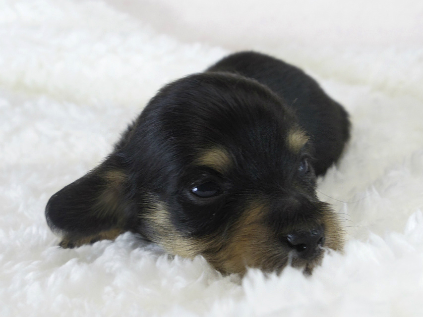 カニヘン　子犬　ブラクリ男の子