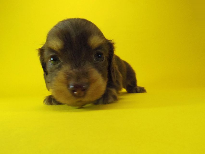 ダックスフンド ラム.mi & アサヒの赤ちゃん チョコクリーム 女の子