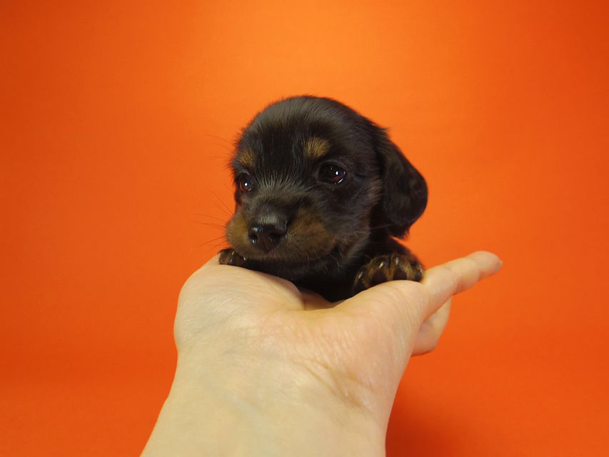 ダックスフンド いちご & ジャンクレールダンディの赤ちゃん ブラックタン 男の子