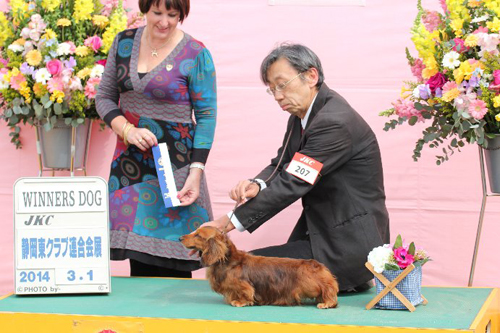 2014.3.1　静岡東クラブ連合会展 ロングヘアード・カニーンヘン・ダックスフンド／ウィナーズ