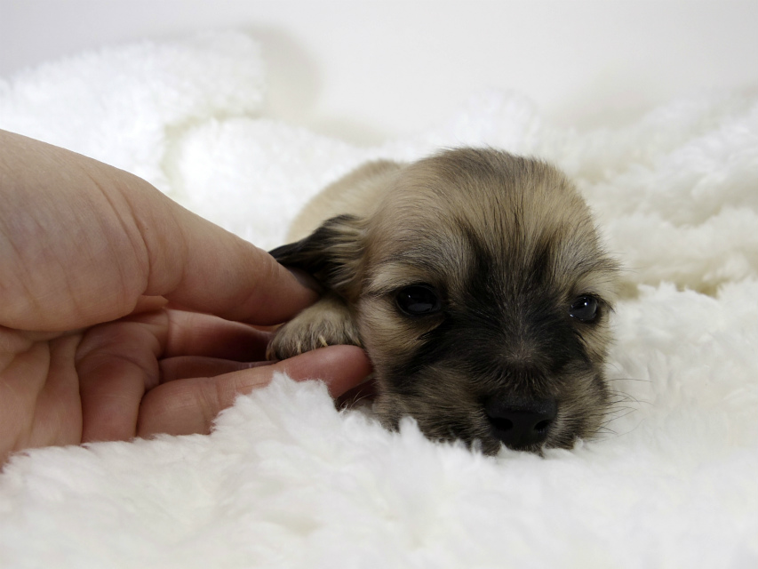 カニンヘン ダックスフンド 子犬 シェーデットクリーム 男の子