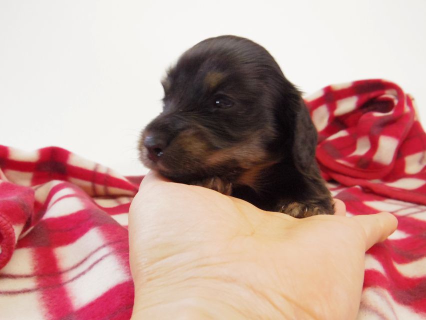 カニンヘン ダックスフンド レイ.s & 武蔵の赤ちゃん ブラッククリーム 男の子