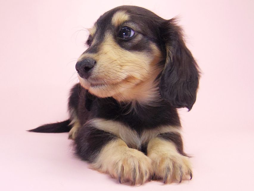 ミニチュアダックス シャーディー & オスカルの赤ちゃん ブラッククリーム 男の子