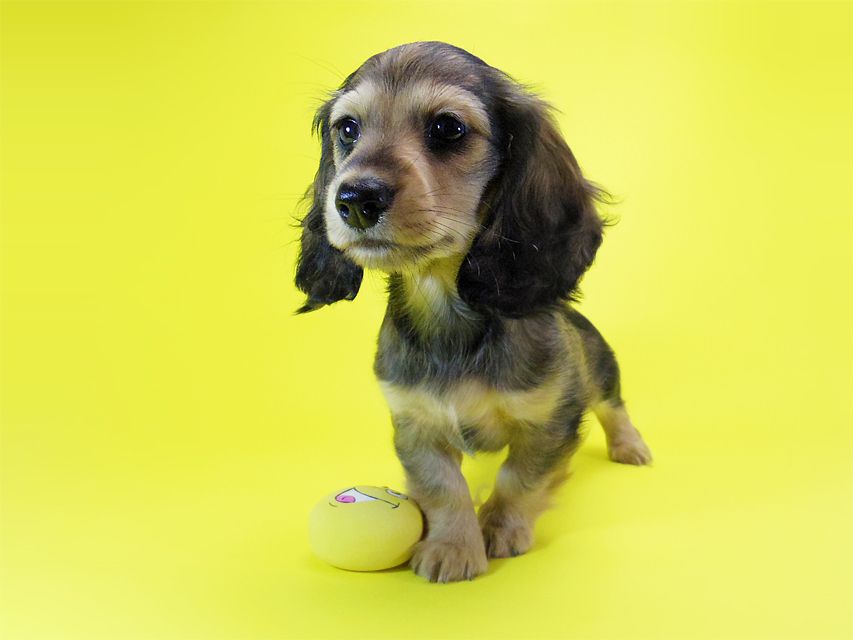 ダックスフンド カニンヘン ティアラ & オスカルの子犬 シェーデットクリーム 女の子038 ダックスフンド カニンヘン ティアラ & オスカルの子犬 シェーデットクリーム 女の子