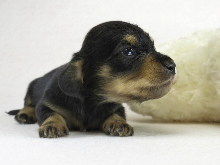 カニヘン　子犬　ブラクリ男の子