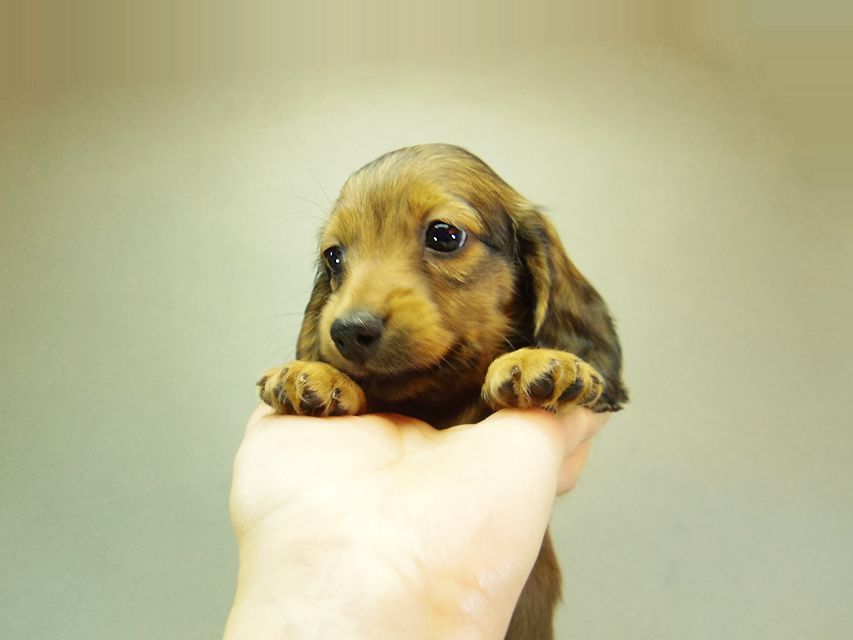 ダックスフンド クレア & ジムダンディの子犬 シェーデットレッド 男の子