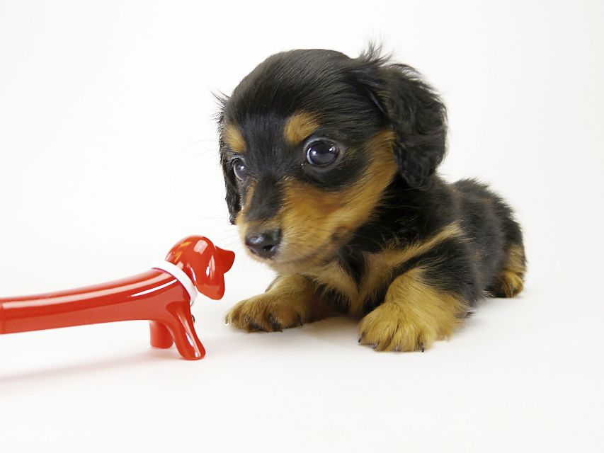 カニンヘン ダックスフンド 子犬 ブラックタン 男の子