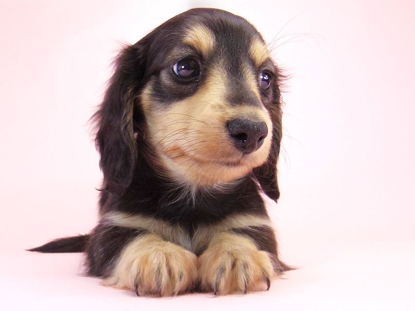 ミニチュアダックス シャーディー & オスカルの赤ちゃん ブラッククリーム 男の子