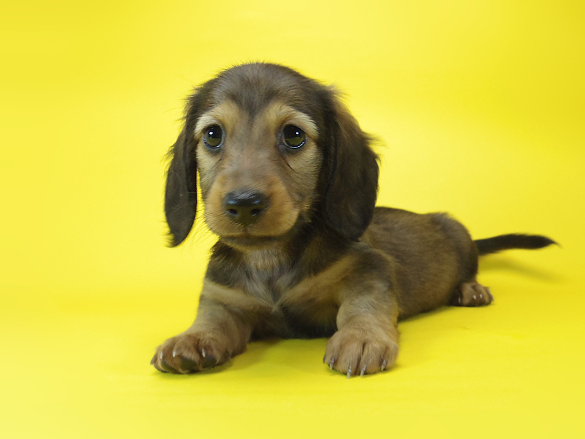 ダックスフンド ルヒィ & ジムダンディの子犬 レッド 男の子039 ダックスフンド ルヒィ & ジムダンディの子犬 レッド 男の子