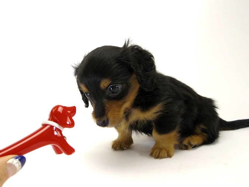 カニンヘン ダックスフンド 子犬 ブラックタン 男の子