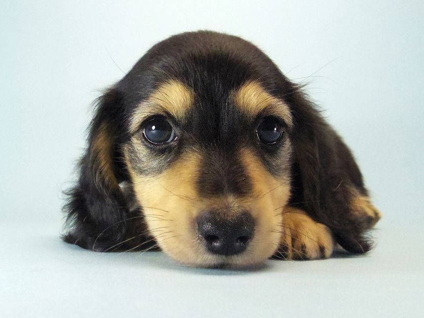 カニンヘン ダックスフンド いちご & ジュピターmiの赤ちゃん040 カニンヘン ダックスフンド いちご & ジュピターmiの赤ちゃん