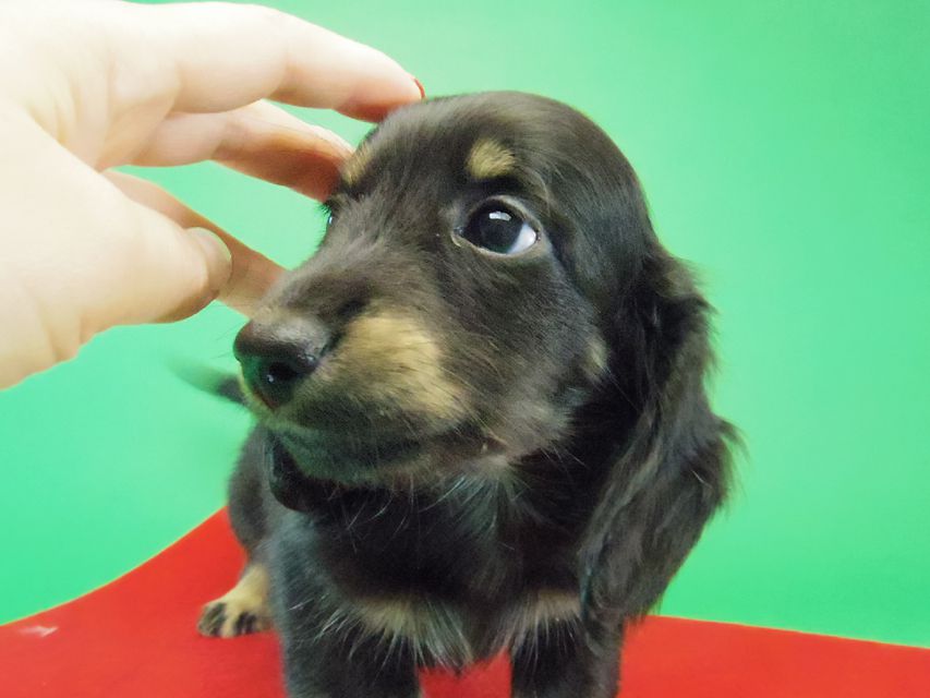 ダックスフンド カニンヘン グリム & オスカルの赤ちゃん