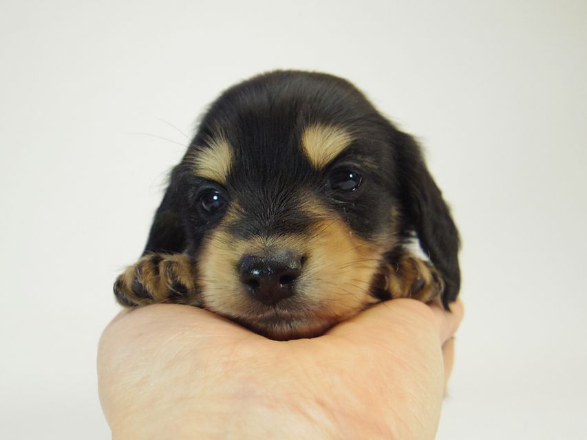 カニンヘン ダックスフンド すもも.ky & オスカルの赤ちゃん