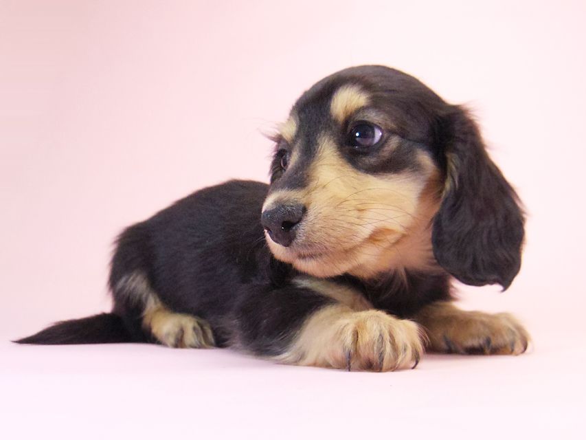 ミニチュアダックス シャーディー & オスカルの赤ちゃん ブラッククリーム 男の子