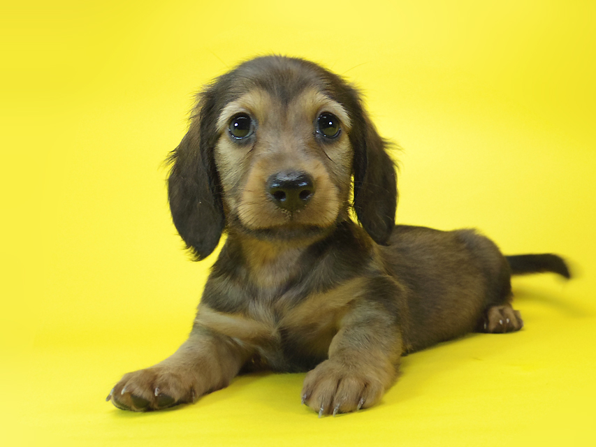 ダックスフンド ルヒィ & ジムダンディの子犬 レッド 男の子040 ダックスフンド ルヒィ & ジムダンディの子犬 レッド 男の子