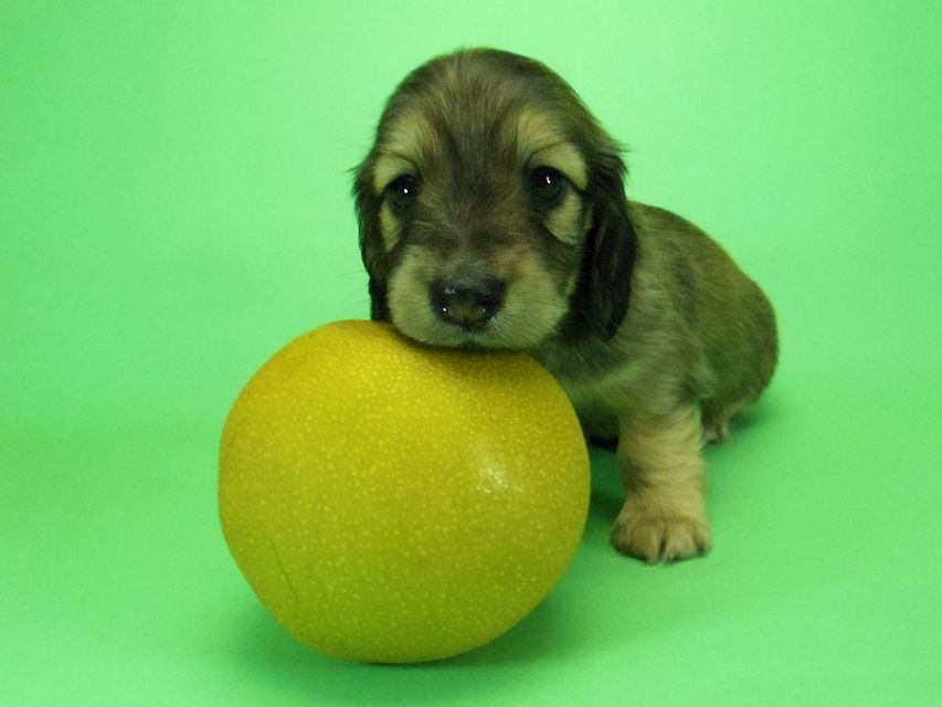 ダックスフンド わかば & 武蔵の子犬 シェーデットクリーム 女の子①040 ダックスフンド わかば & 武蔵の子犬 シェーデットクリーム 女の子①