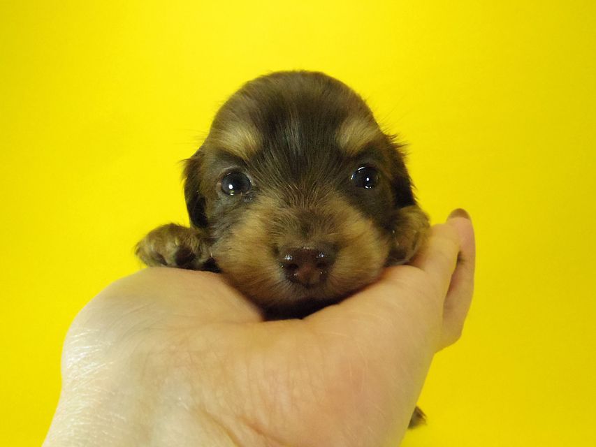 ダックスフンド ラム.mi & アサヒの赤ちゃん チョコクリーム 女の子
