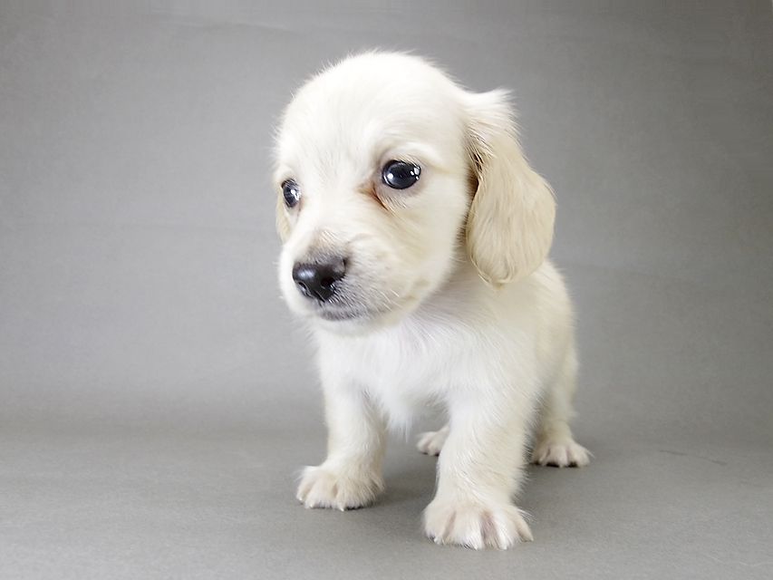 カニンヘン ダックスフンド 子犬 ピュアクリーム 男の子 カニンヘン ダックスフンド 子犬 ピュアクリーム 男の子