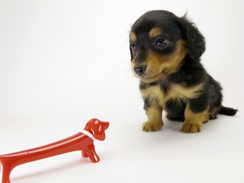 カニンヘン ダックスフンド 子犬 ブラックタン 男の子