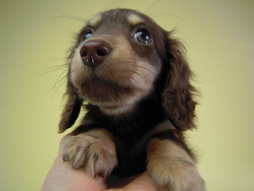 カニンヘン　子犬　チョコクリ女の子