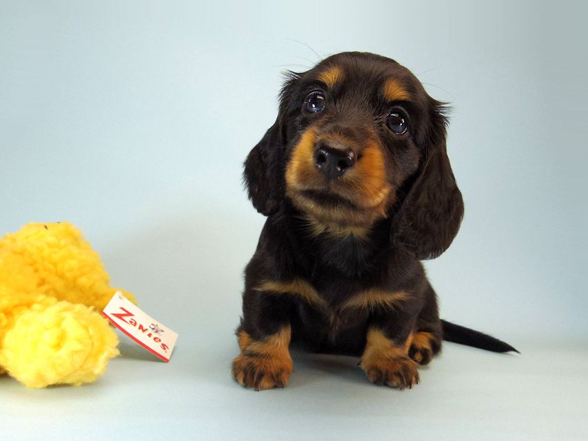 ミニチュアダックス エイドリアン & ジムの赤ちゃん 7/24生まれ