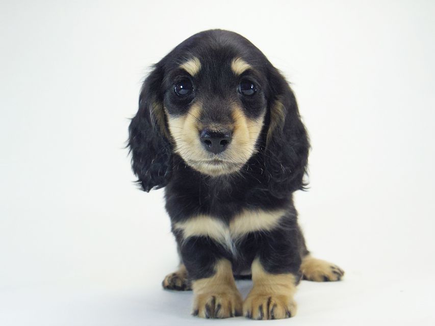 ダックスフンド カニンヘン 楓 & オスカルの子犬 12/12生まれ ブラッククリーム 女の子①