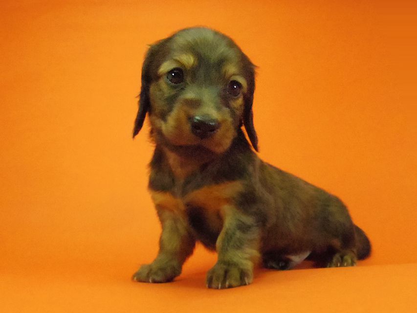 ダックスフンド ルヒィ & ジムダンディの子犬 レッド 男の子041 ダックスフンド ルヒィ & ジムダンディの子犬 レッド 男の子