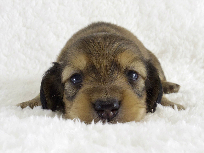 カニンヘン 子犬 シェーデットクリーム男の子 カニンヘン 子犬 シェーデットクリーム男の子