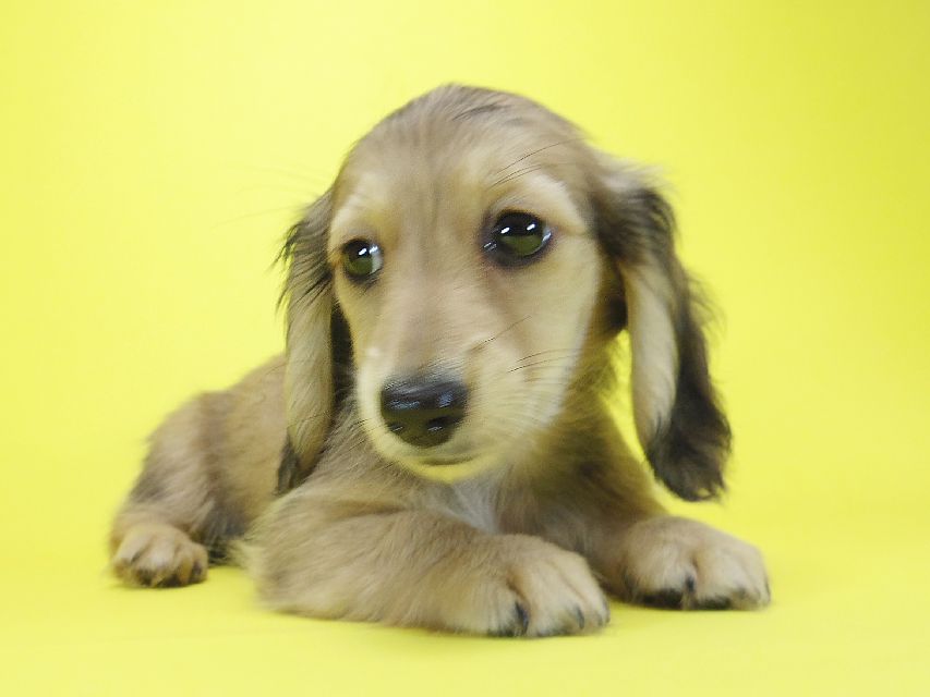 ダックスフンド わかば & 武蔵の子犬 シェーデットクリーム 女の子②