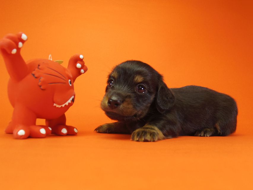 ダックスフンド いちご & ジャンクレールダンディの赤ちゃん ブラックタン 男の子