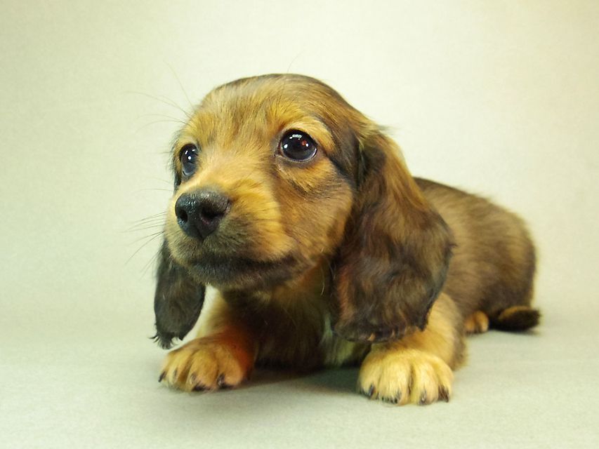 ダックスフンド クレア & ジムダンディの子犬 シェーデットレッド 男の子