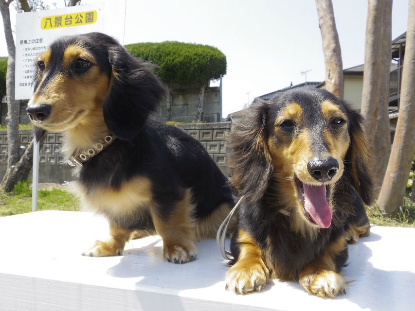 カニンヘン　ダックスフンド　ブラックタン　女の子