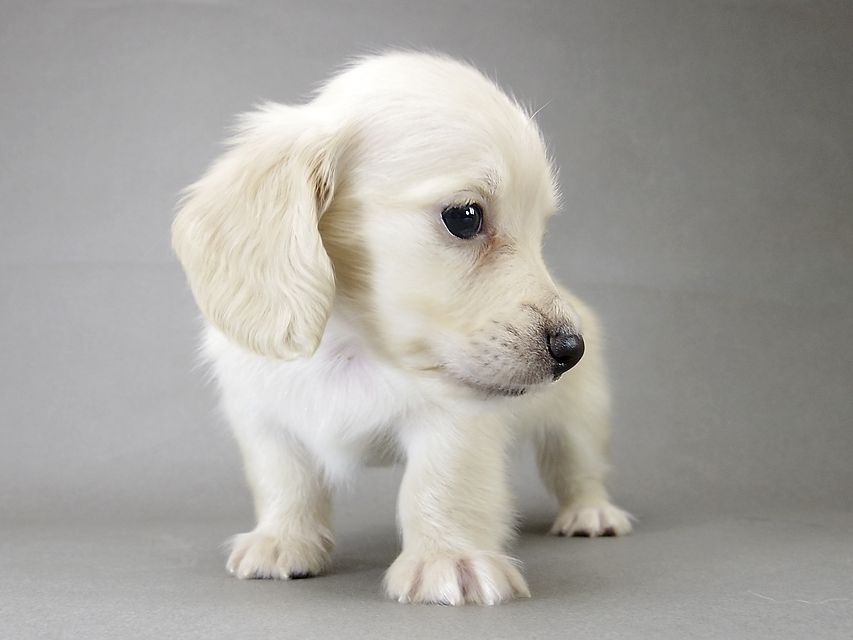 カニンヘン ダックスフンド 子犬 ピュアクリーム 男の子 カニンヘン ダックスフンド 子犬 ピュアクリーム 男の子