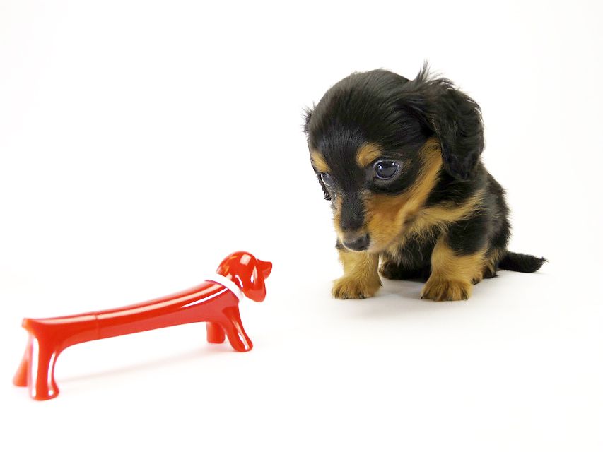 カニンヘン ダックスフンド 子犬 ブラックタン 男の子