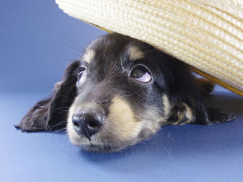 カニンヘン ダックスフンド エルナ & オスカルの赤ちゃん 6/25生まれ
ブラッククリーム 男の子