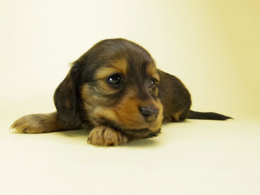 ダックスフンド カニンヘン ルヒィ & オスカルの赤ちゃん 10月11日生まれ シェーデットレッド 女の子