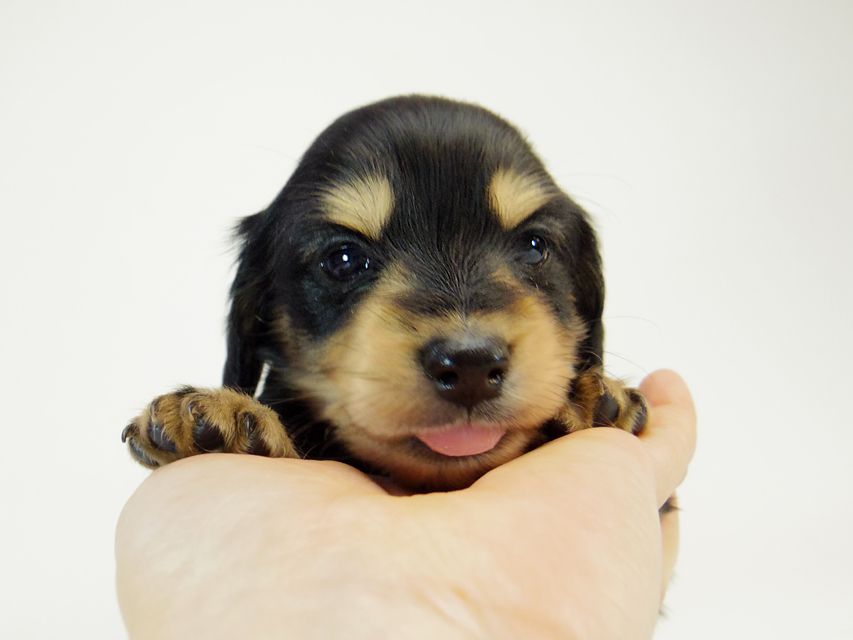 カニンヘン ダックスフンド すもも.ky & オスカルの赤ちゃん