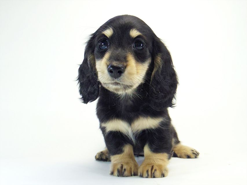 ダックスフンド カニンヘン 楓 & オスカルの子犬 12/12生まれ ブラッククリーム 女の子①