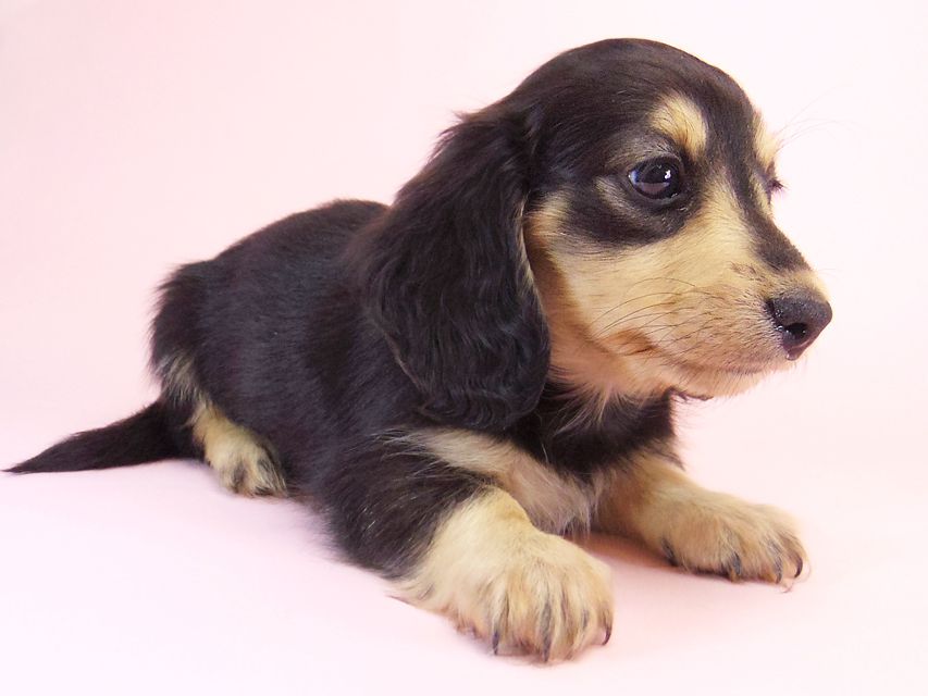 ミニチュアダックス シャーディー & オスカルの赤ちゃん ブラッククリーム 男の子